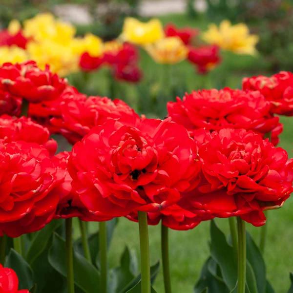 Bulbes à fleurs à planter à l'automne - Tulipe Double Tardive Miranda (x8) - face recto